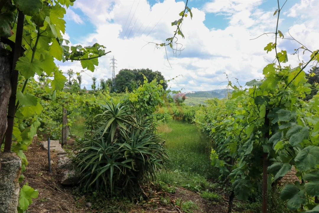 Quinta T0 para Venda em Pencelo Foto 6