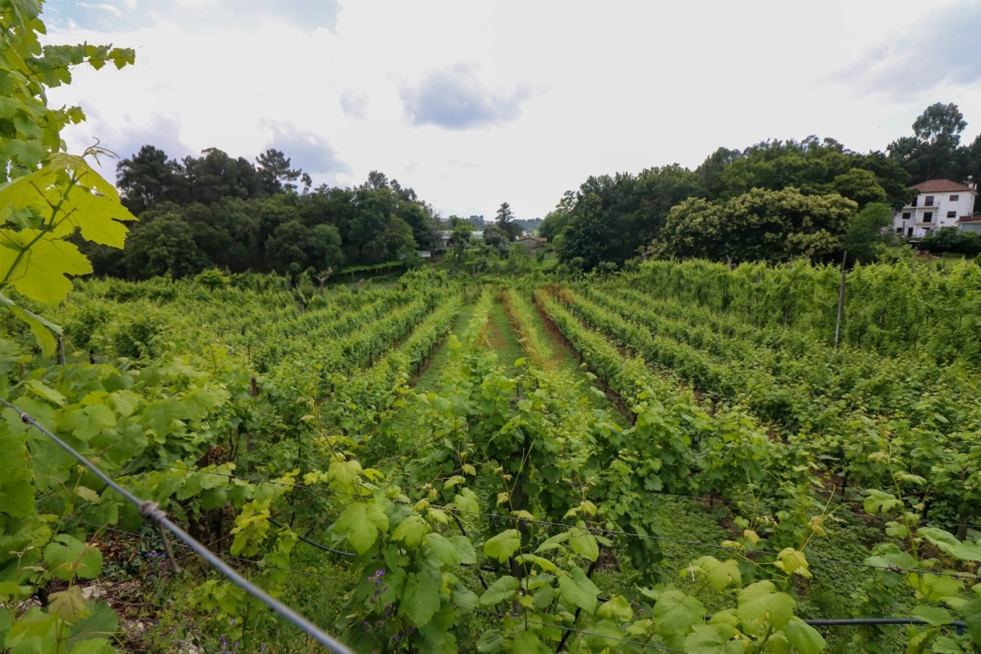 Quinta T0 para Venda em Pencelo Foto 2