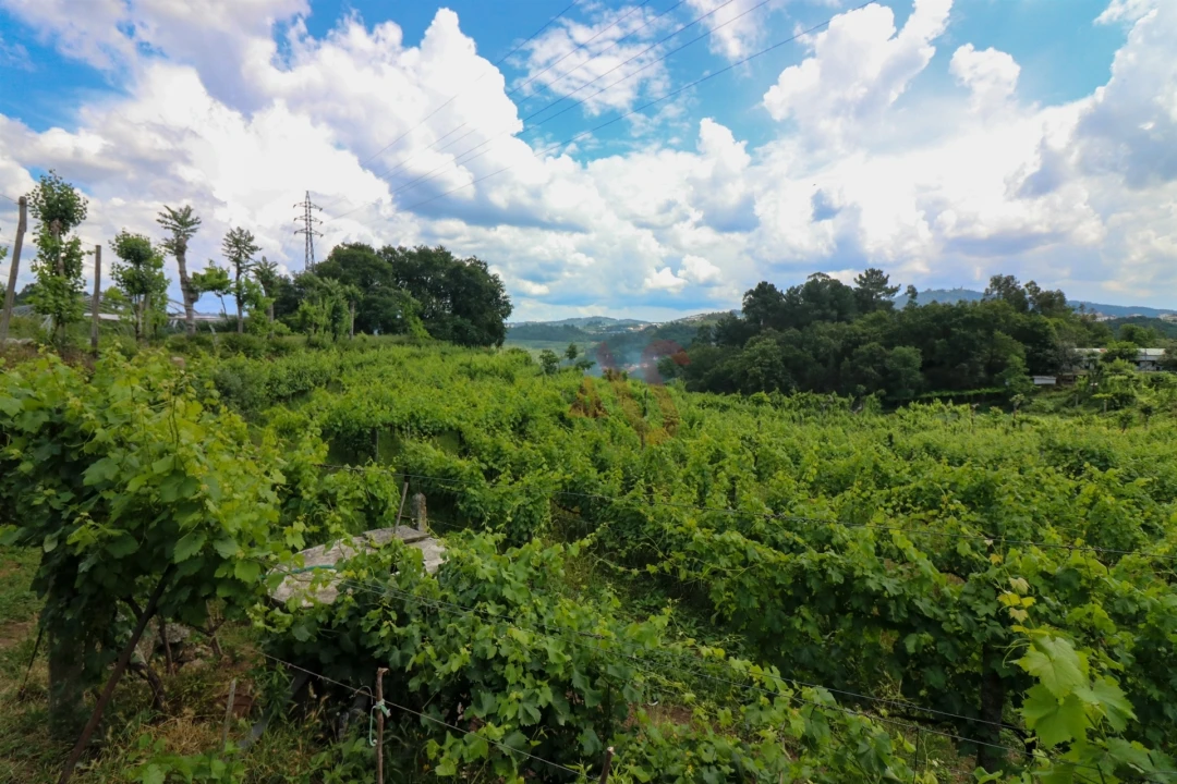 Quinta T0 para Venda em Pencelo Foto 8