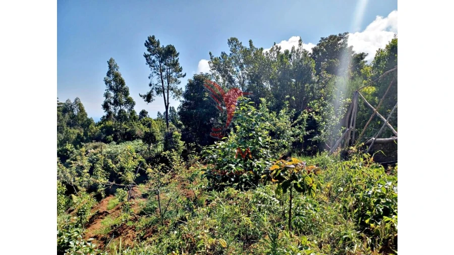 Terreno para Venda em Achadas da Cruz Foto 16