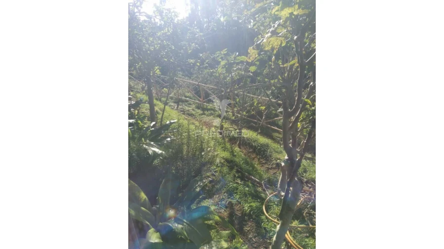 Terreno para Venda em Achadas da Cruz Foto 8