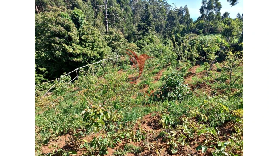 Terreno para Venda em Achadas da Cruz Foto 15