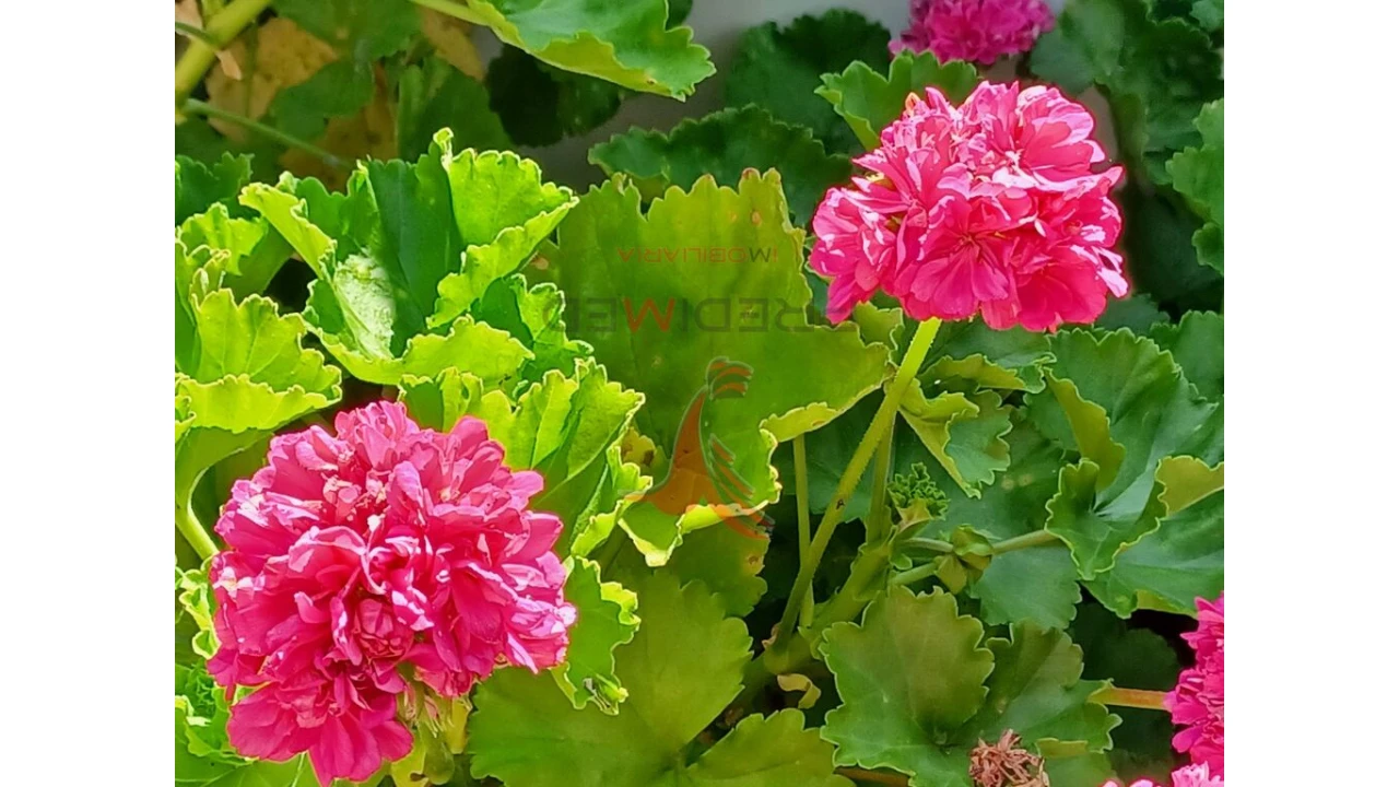Terreno para Venda em Achadas da Cruz Foto 3