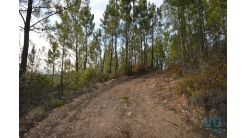 Terreno para Venda em Sertã