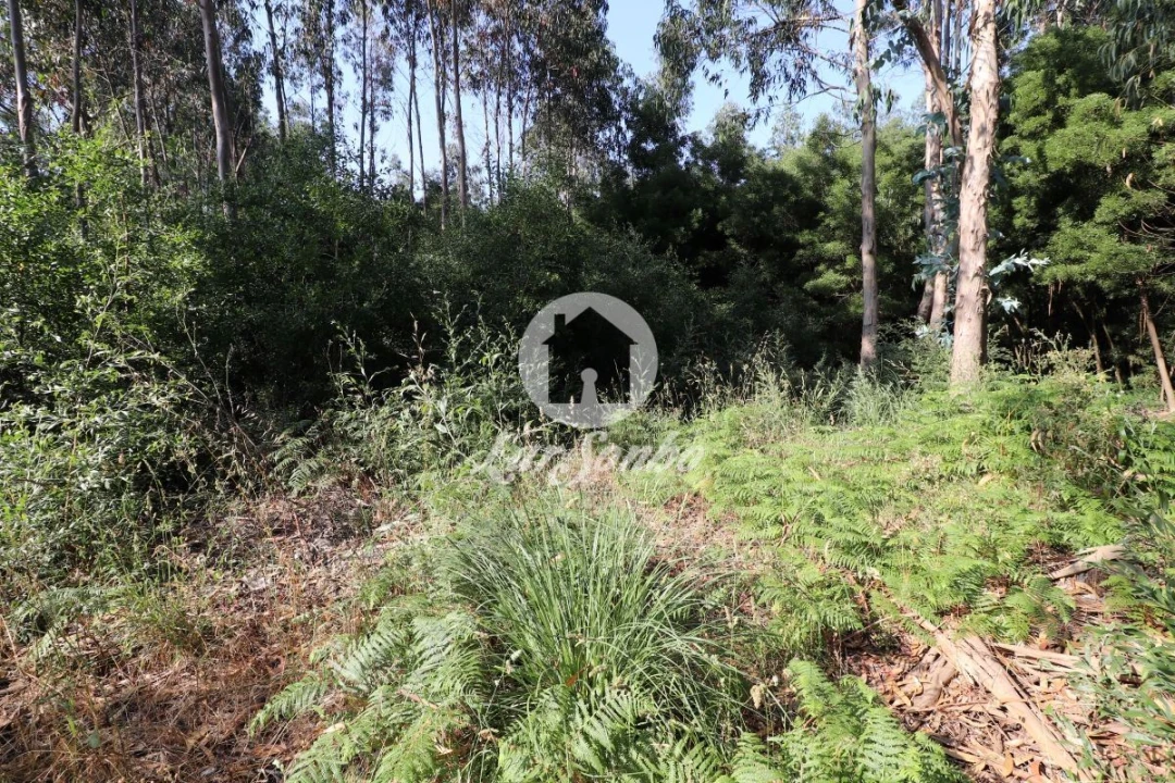 Terreno Agricola ou Rústico para Venda em Esmoriz Foto 5
