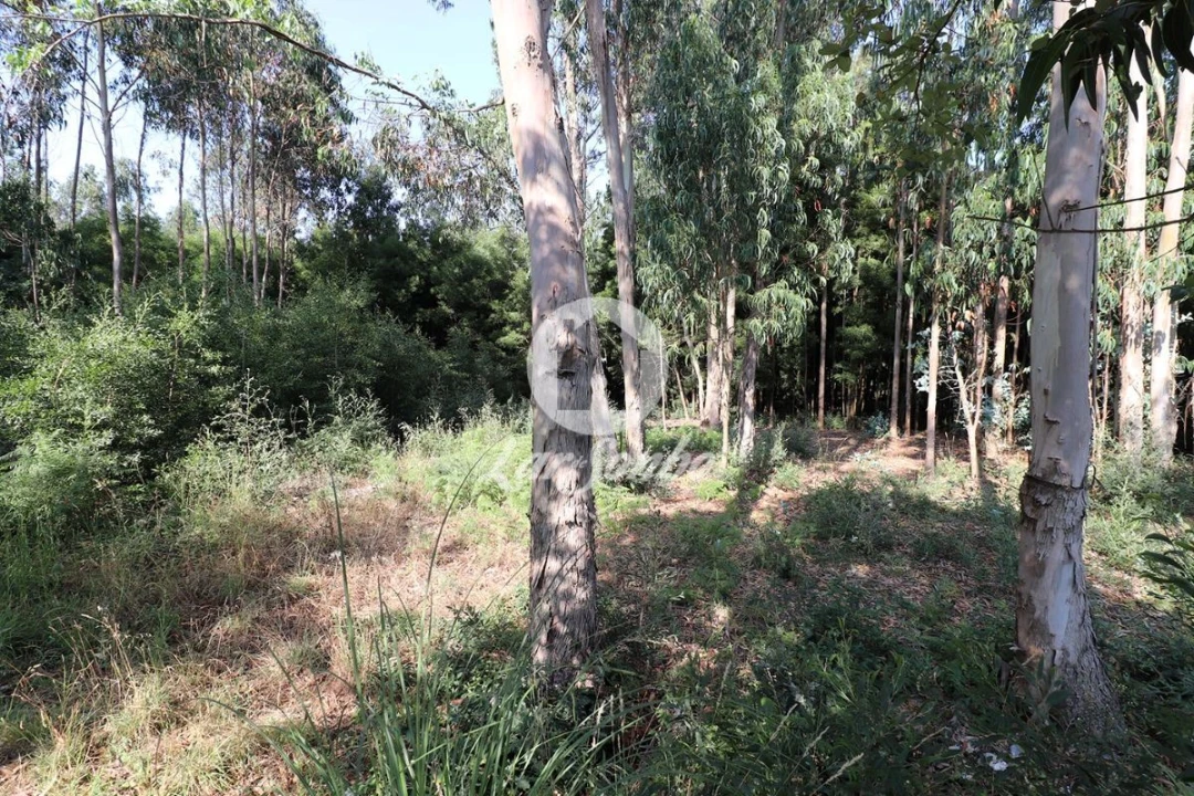 Terreno Agricola ou Rústico para Venda em Esmoriz Foto 7