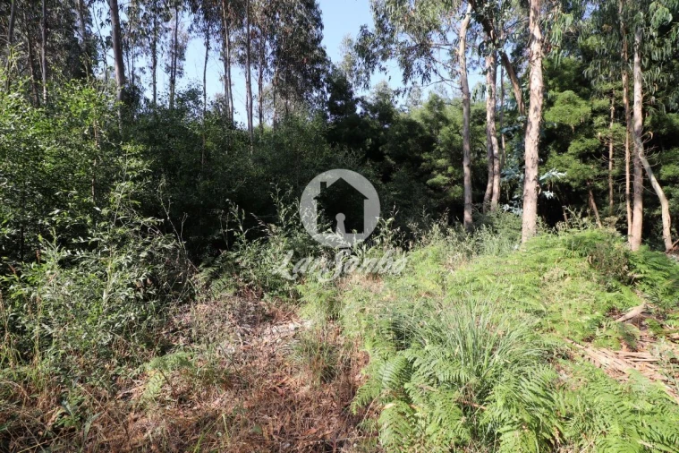 Terreno Agricola ou Rústico para Venda em Esmoriz Foto 4
