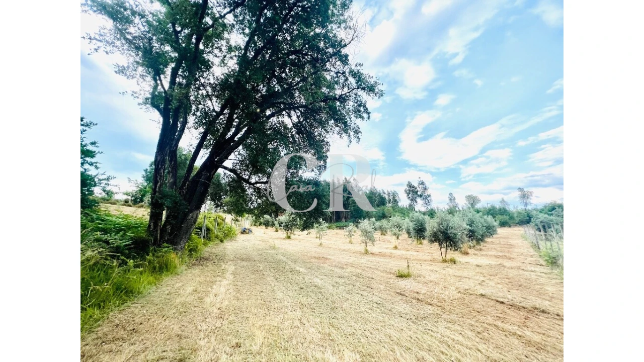 Terreno para Venda em Graça Foto 20