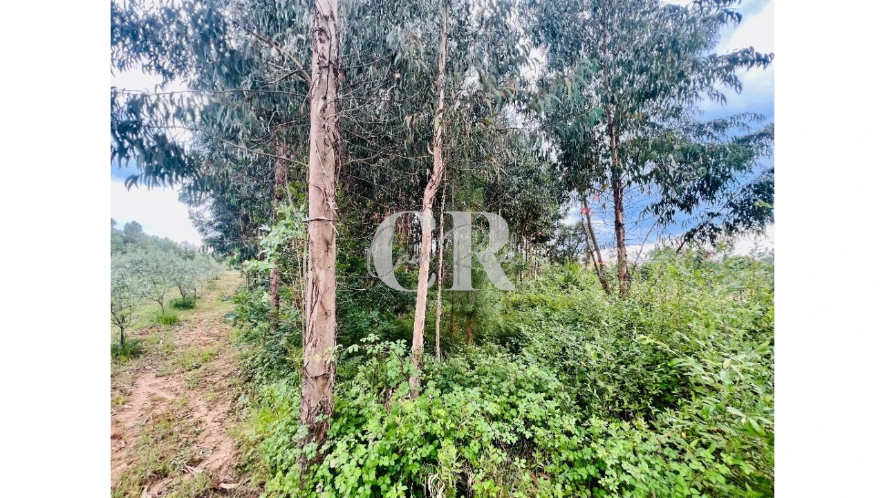 Terreno para Venda em Graça Foto 10