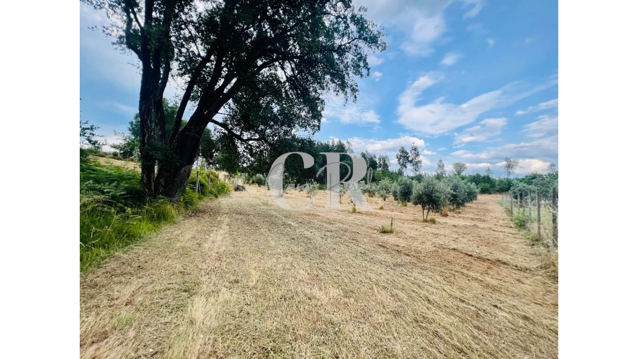 Terreno para Venda em Graça Foto 19
