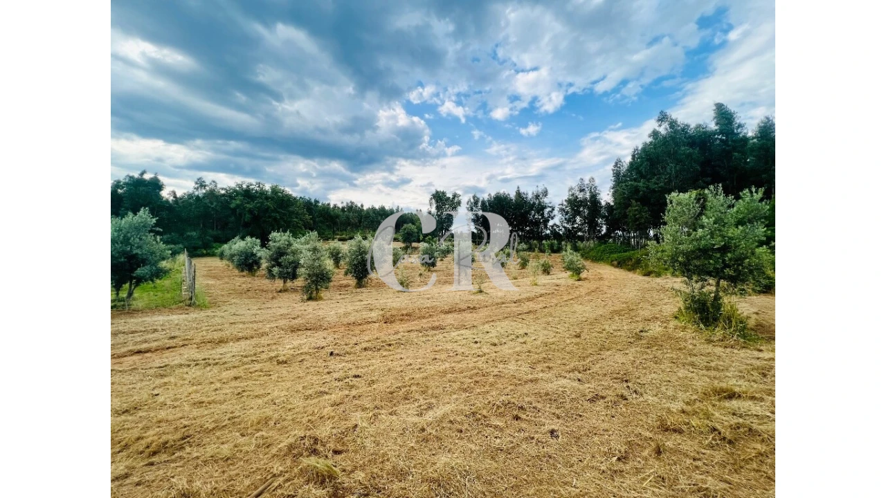 Terreno para Venda em Graça Foto 2