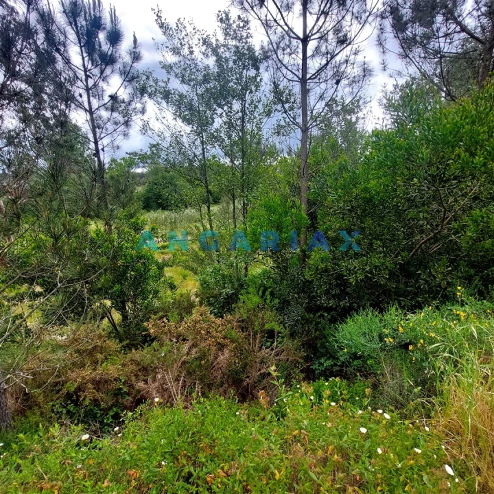 Moradia T0 para Venda em Cadima Foto 10