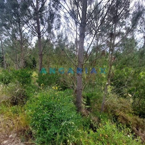 Moradia T0 para Venda em Cadima Foto 9