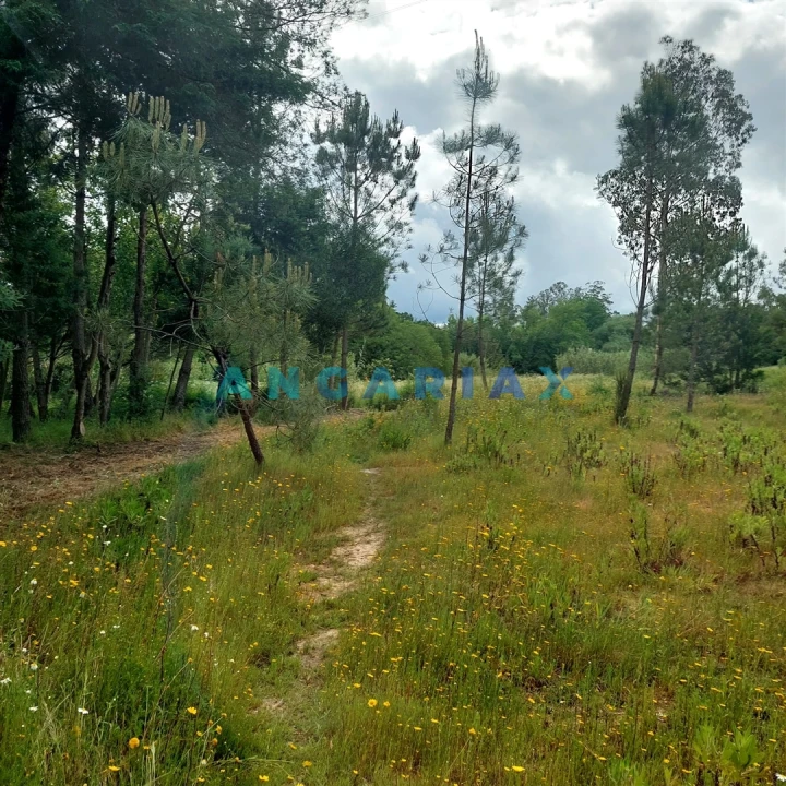 Moradia T0 para Venda em Cadima Foto 2