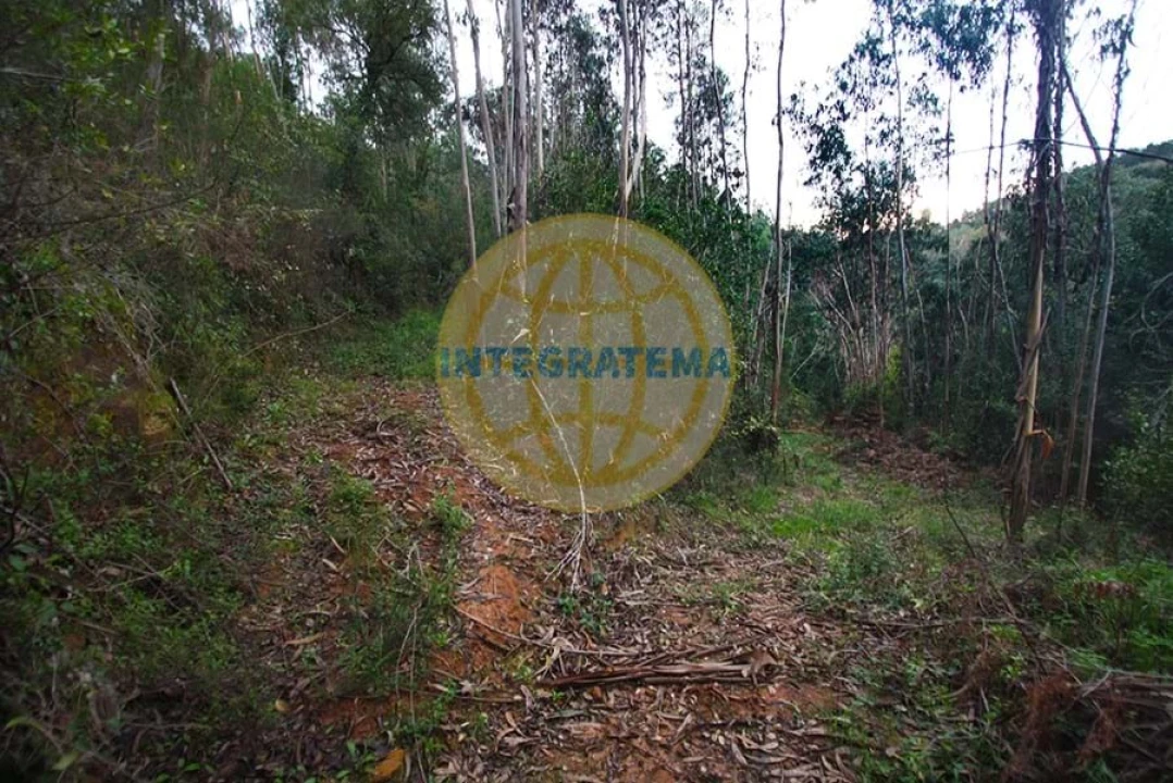 Quinta para Venda em Amoreira Foto 28