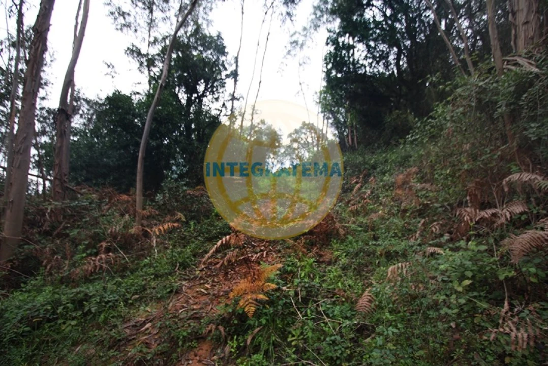 Quinta para Venda em Amoreira Foto 14