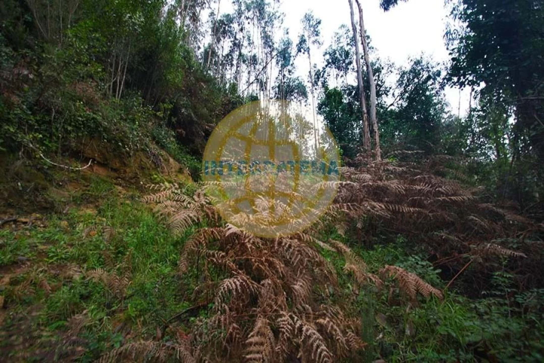 Quinta para Venda em Amoreira Foto 26