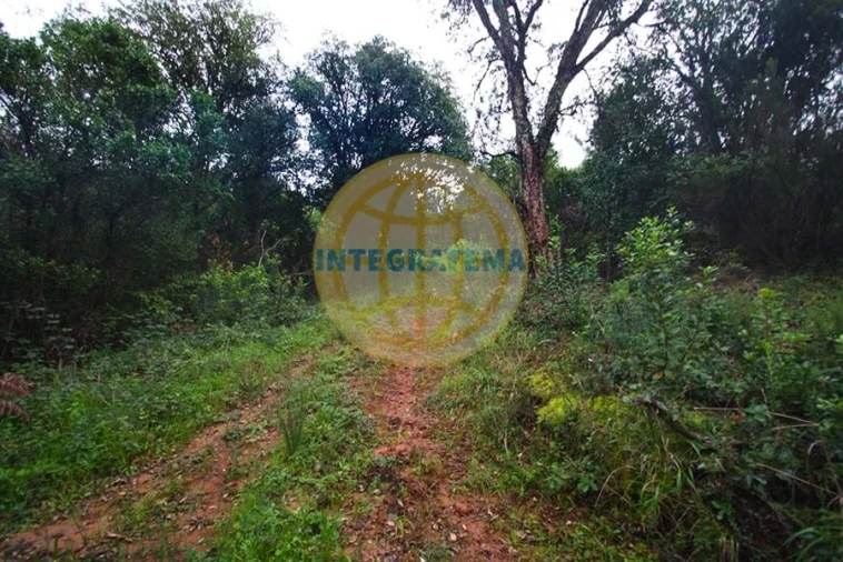 Quinta para Venda em Amoreira Foto 6