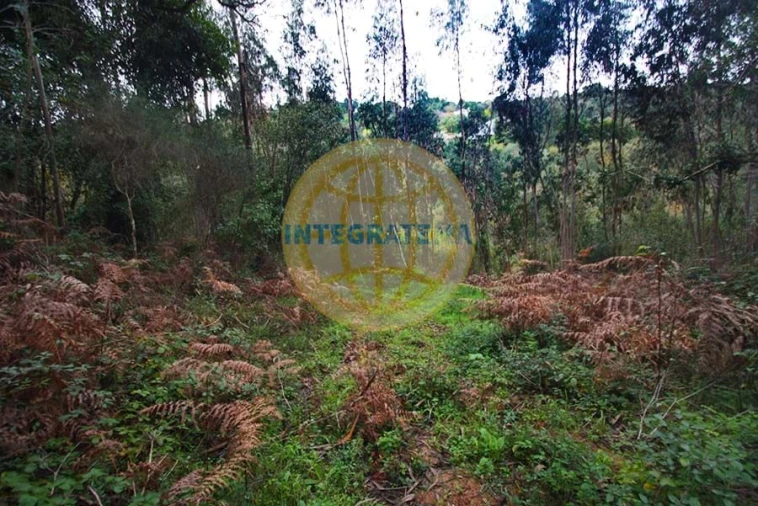 Quinta para Venda em Amoreira Foto 15