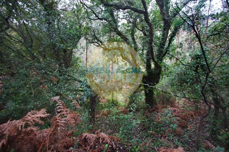 Quinta para Venda em Amoreira Foto 13