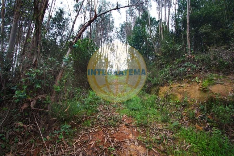 Quinta para Venda em Amoreira Foto 29