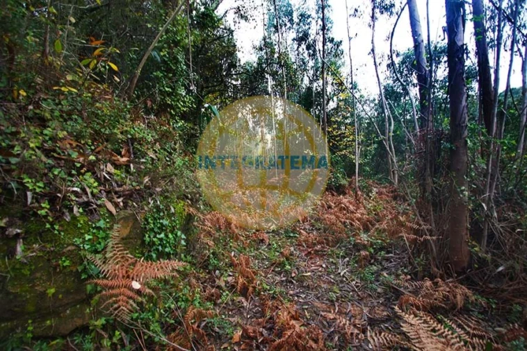 Quinta para Venda em Amoreira Foto 20