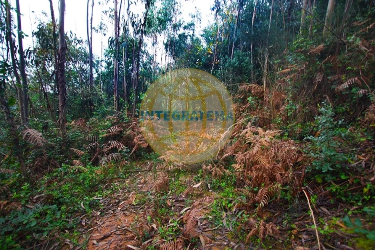 Quinta para Venda em Amoreira Foto 19