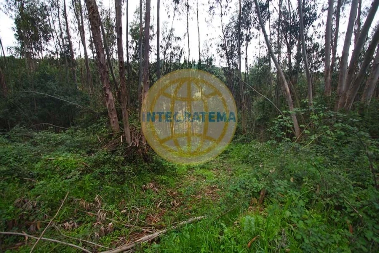 Quinta para Venda em Amoreira Foto 40