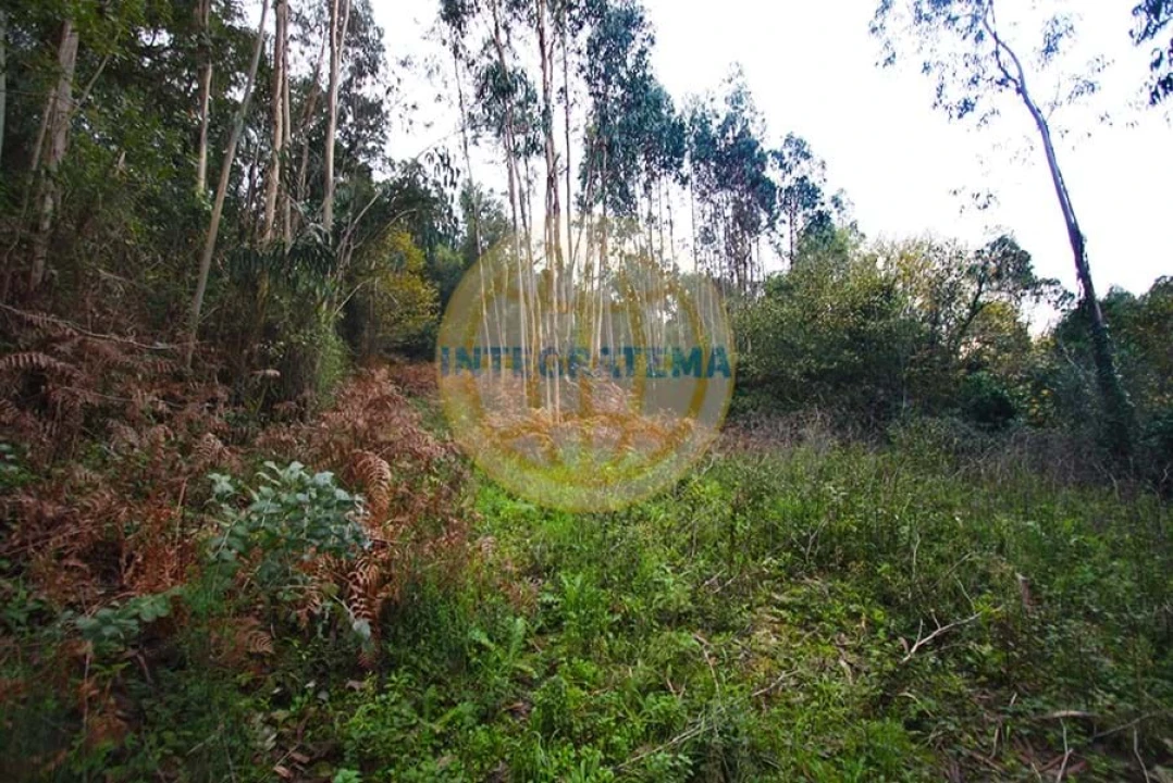 Quinta para Venda em Amoreira Foto 16