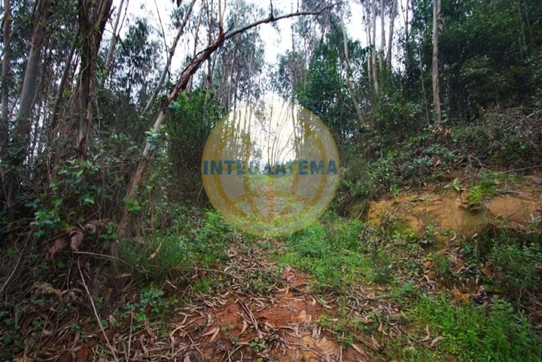 Quinta para Venda em Amoreira Foto 29