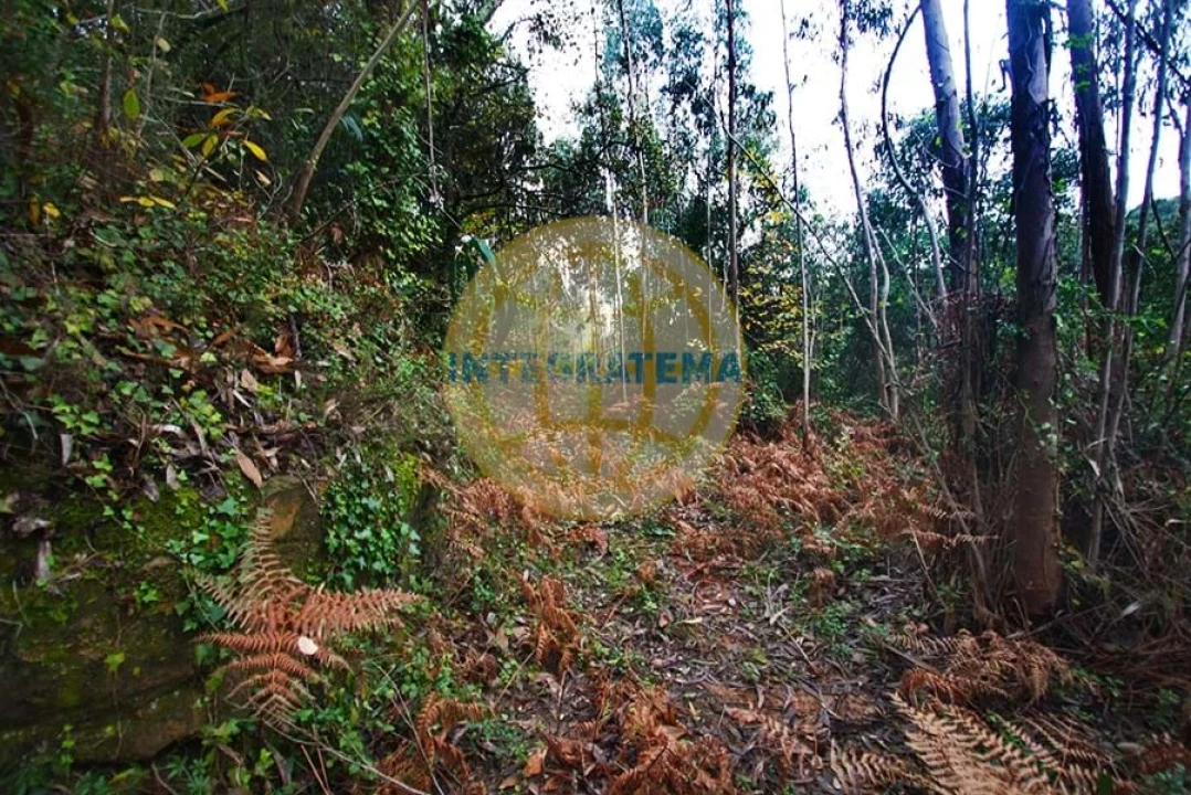 Quinta para Venda em Amoreira Foto 20