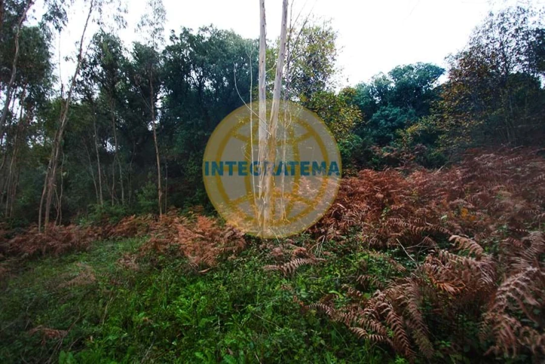 Quinta para Venda em Amoreira Foto 31