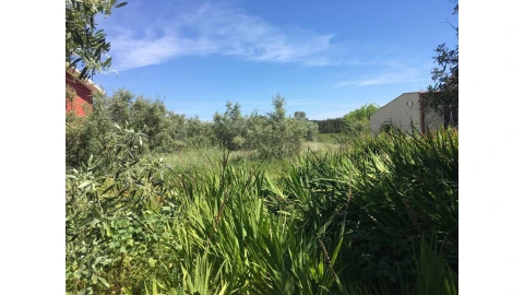 Terreno para Venda em São Martinho de Árvore e Lamarosa