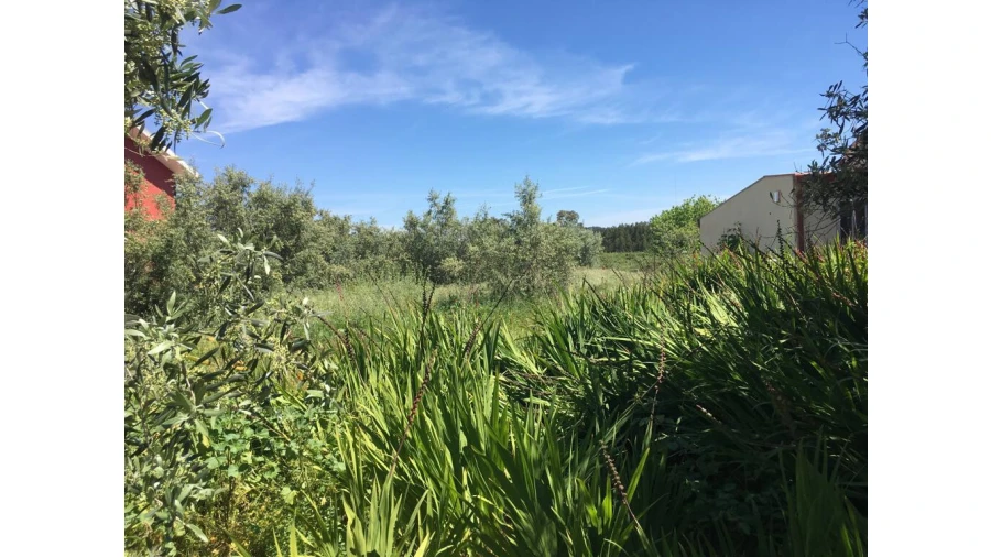 Terreno para Venda em São Martinho de Árvore e Lamarosa Foto 3