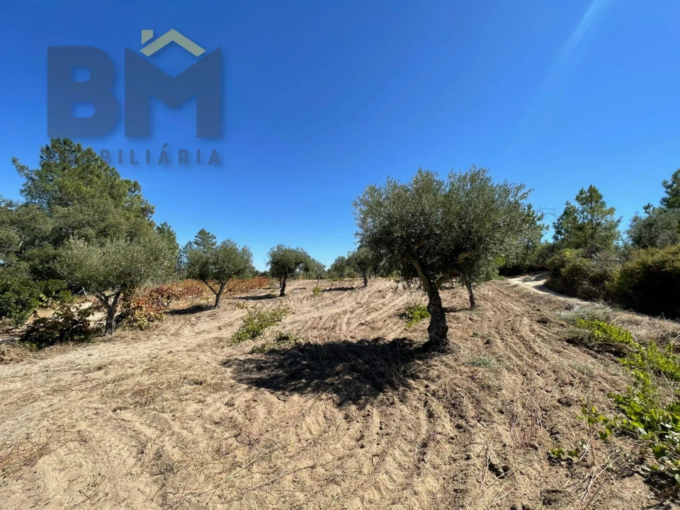 Quinta T0 para Venda em Freixial e Juncal do Campo Foto 5