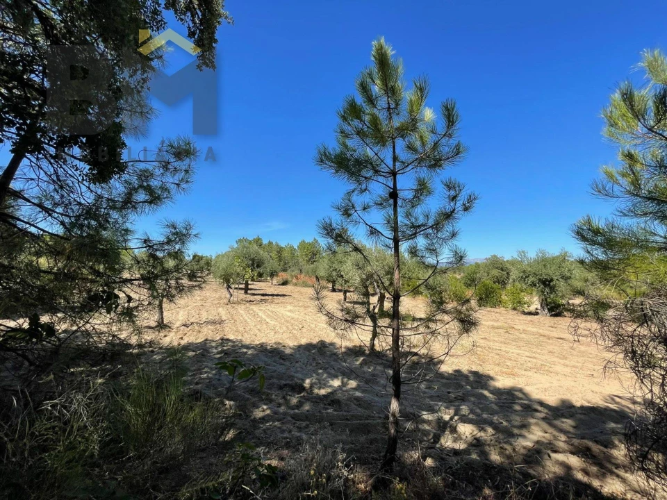 Quinta T0 para Venda em Freixial e Juncal do Campo Foto 13