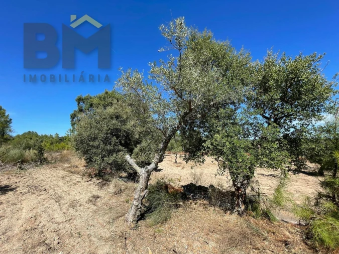 Quinta T0 para Venda em Freixial e Juncal do Campo Foto 11