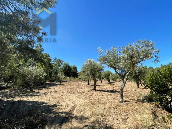 Quinta T0 para Venda em Freixial e Juncal do Campo Foto 14