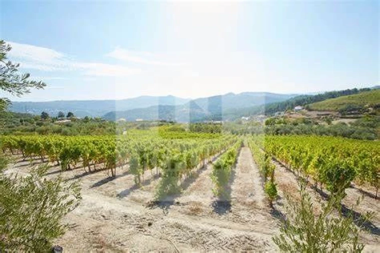 Terreno para Venda em Anreade e São Romão de Aregos Foto 3