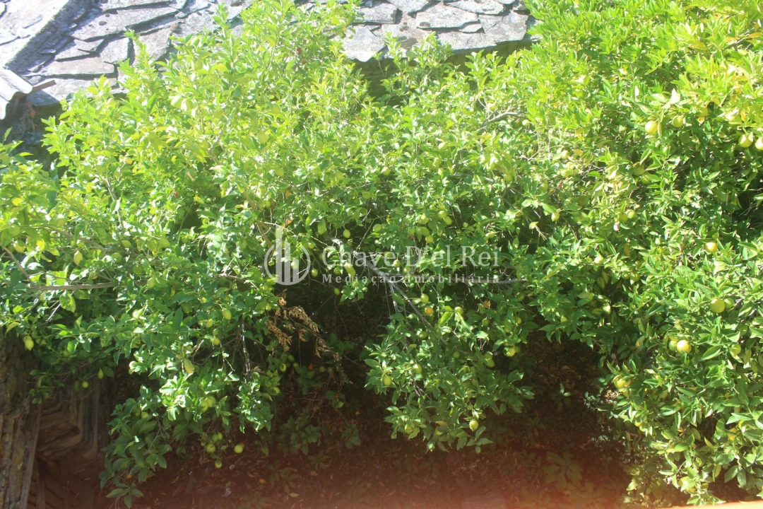 Quinta T0 para Venda em Parada de Ester e Ester Foto 22