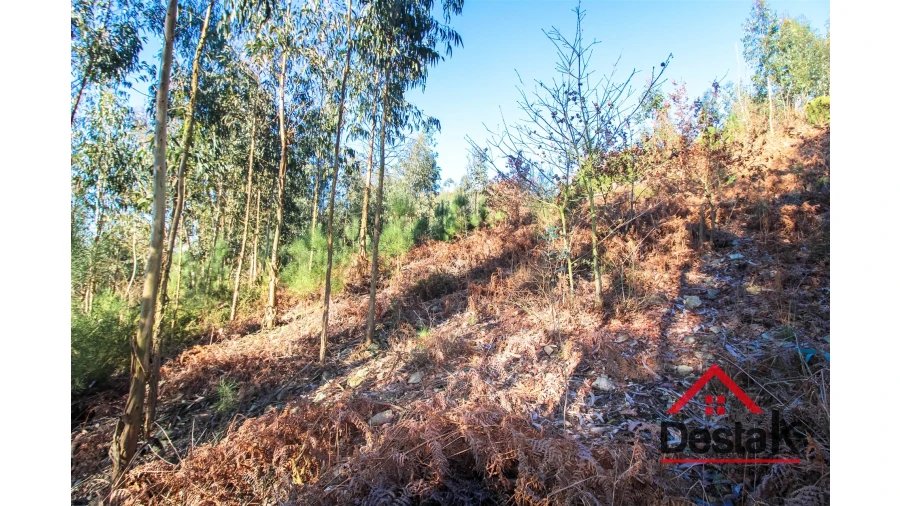 Terreno para Venda em São Vicente de Lafões Foto 4