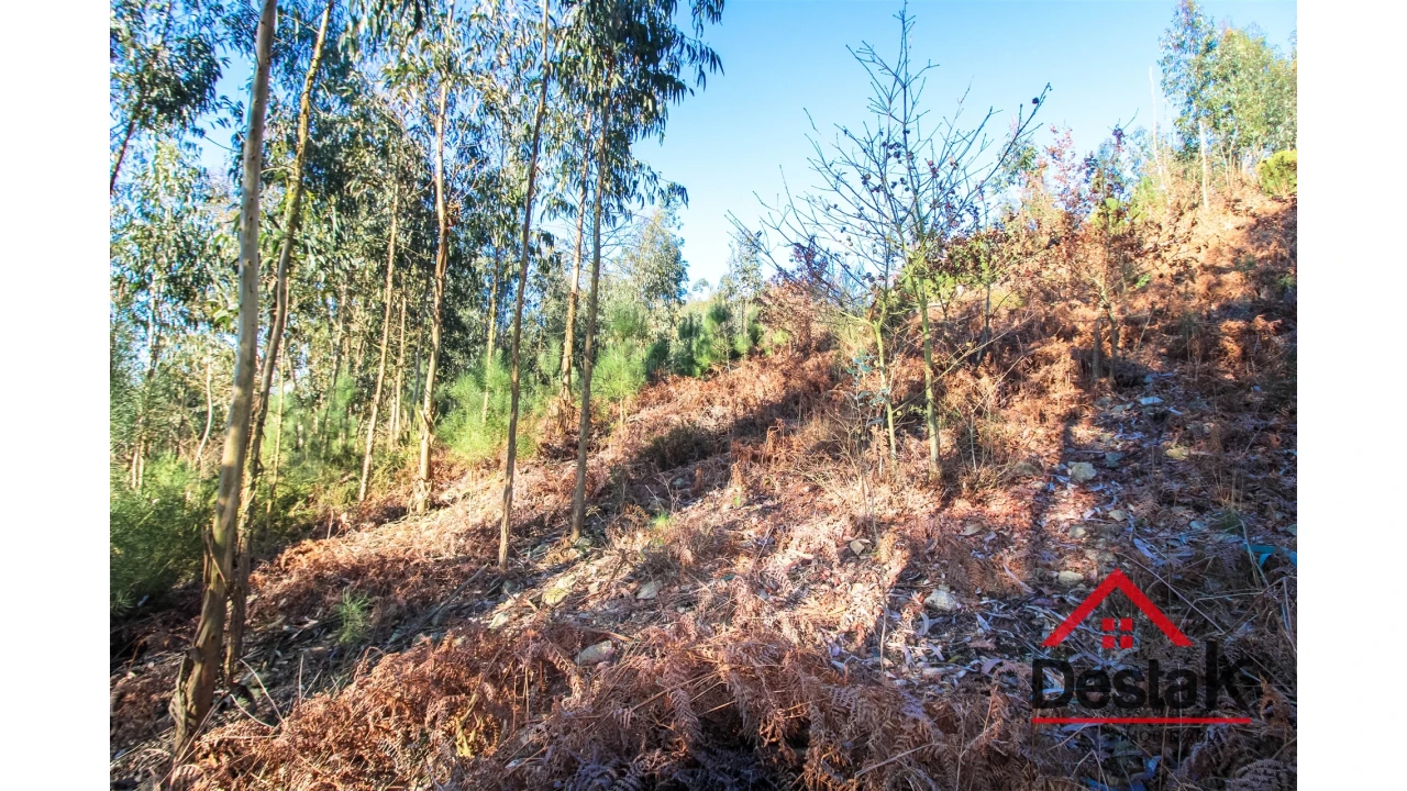 Terreno para Venda em São Vicente de Lafões Foto 4