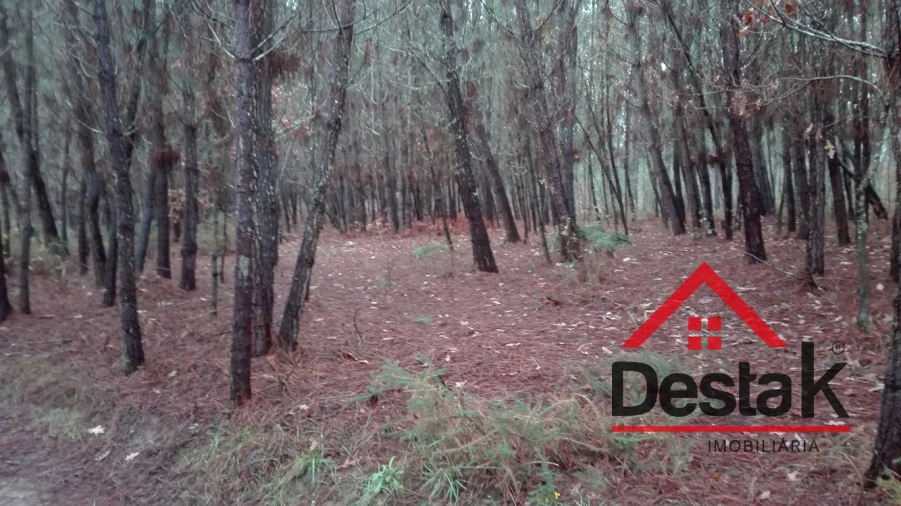 Terreno para Venda em São Miguel do Mato Foto 1