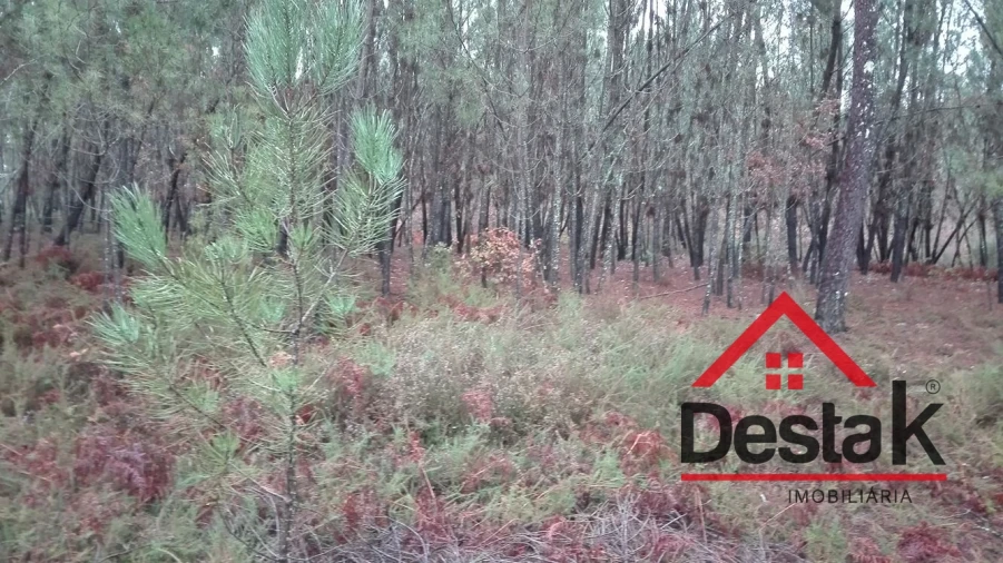 Terreno para Venda em São Miguel do Mato Foto 14