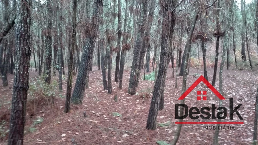 Terreno para Venda em São Miguel do Mato Foto 3