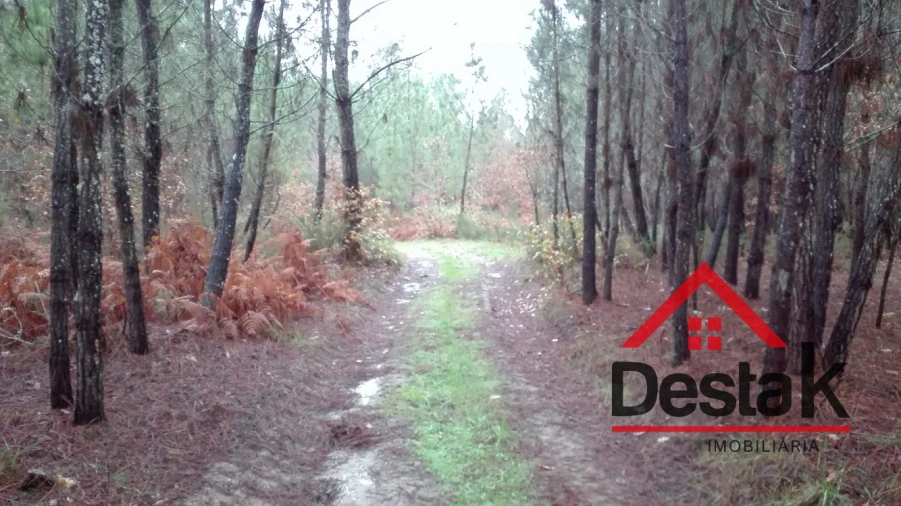 Terreno para Venda em São Miguel do Mato Foto 6