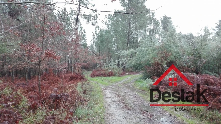 Terreno para Venda em São Miguel do Mato Foto 13