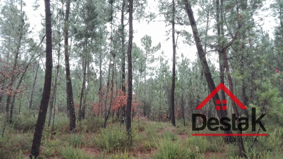 Terreno para Venda em São Miguel do Mato Foto 2