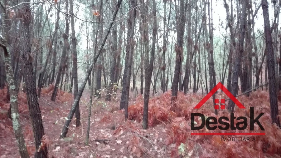 Terreno para Venda em São Miguel do Mato Foto 10