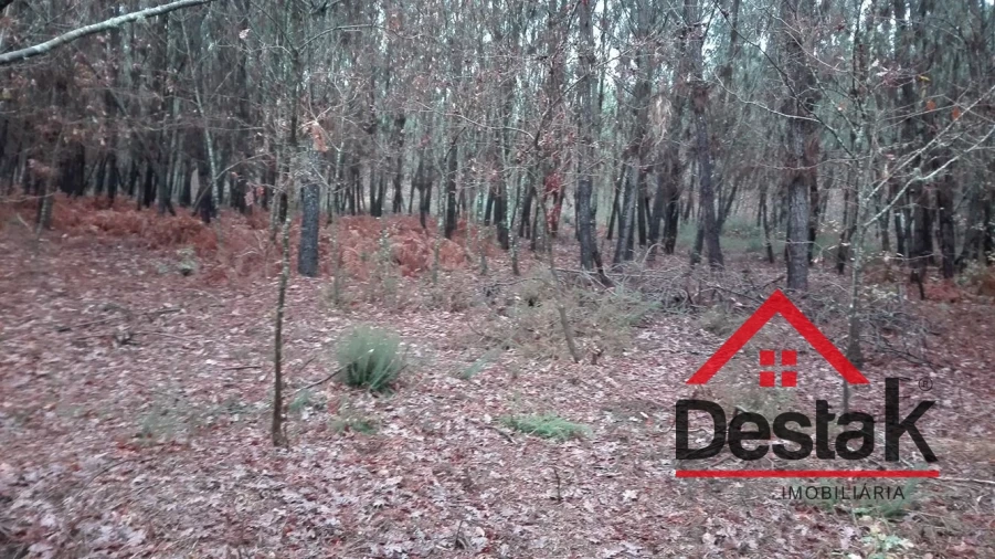 Terreno para Venda em São Miguel do Mato Foto 9